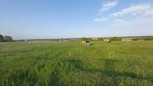 НАЧАЛО ПАСТБИЩА,КОРОВЫ НА ВЫПАСЕ.