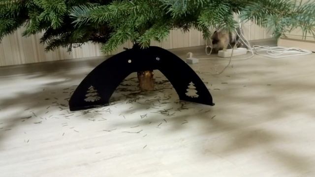 #карликовыйкролик Пушок подъедает нашу елочку...