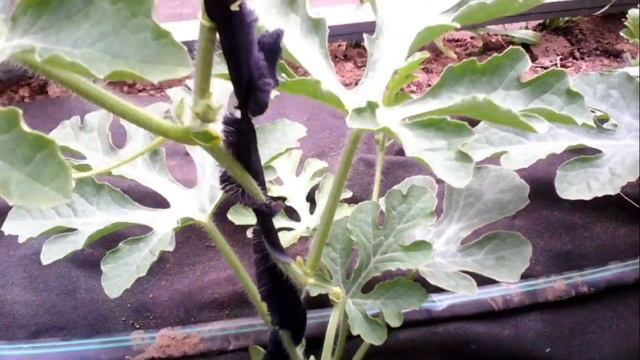 растим арбузы в теплице смотреть онлайн