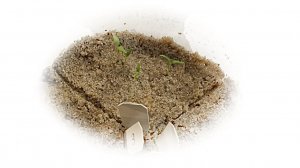 Проращивание мелких семян на примере различных видов пасленовых.