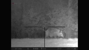 CZ 557 30-06 Pulsar digex C50 Schweinwildjagd Keiler  - Big Wild boar hunting - Polowanie dzik