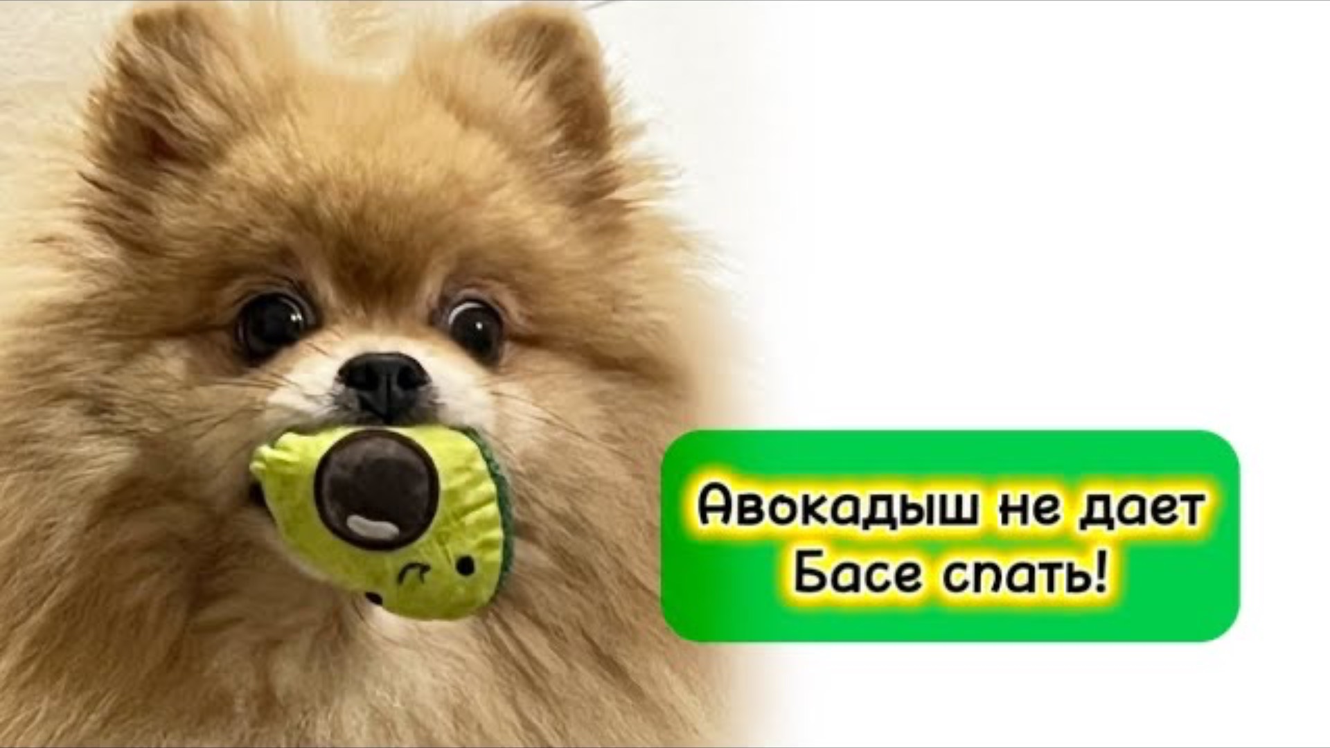 Авокадыш не дает Басе спать!