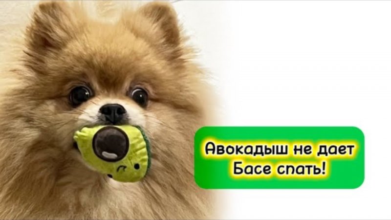 Авокадыш не дает Басе спать!