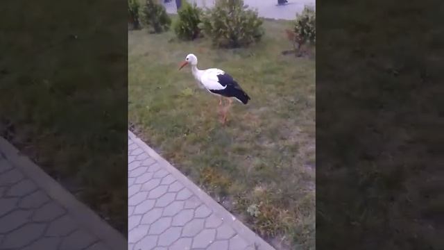 27.08.2013 Volkovysk avtovokzal смотреть онлайн