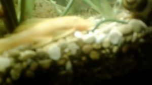 Мой аквариум