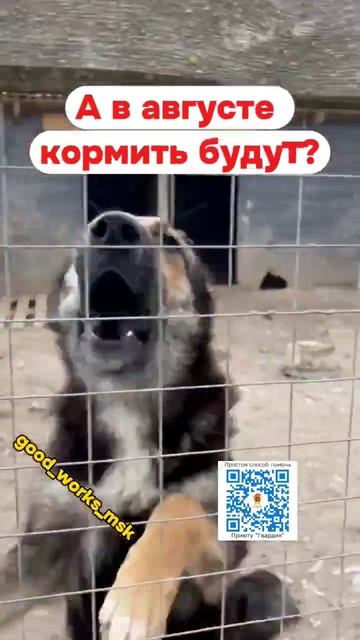 Продолжаем сбор на  закупку корма на август! #приютгвардия #приютдлясобак #помощьживотным