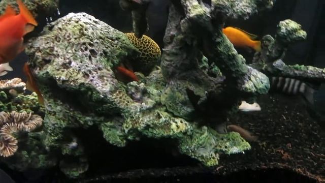 Аквариум "псевдоморе"-3 смотреть онлайн