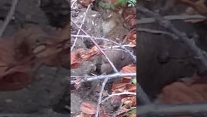 Крыса гигант