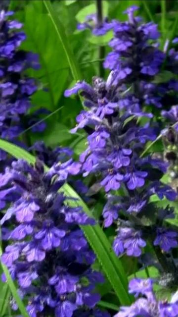 Живучка ползучая. Дмитрий Шлапак смотреть онлайн