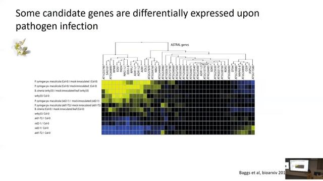 Ksenia Krasileva: The evolution of plant immune system смотреть онлайн