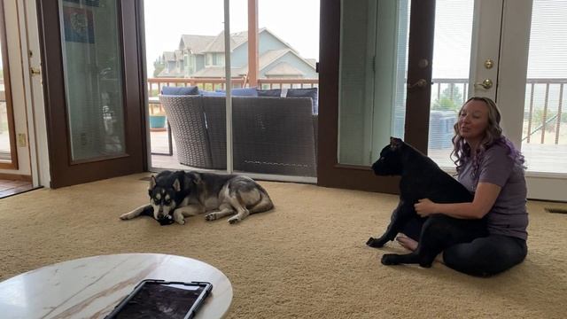 Cane corso puppy a Husky and a Pitbull THREES COMPANY смотреть онлайн