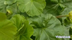 Новинки пеларгоний в моей коллекции 🌺🌺🌺