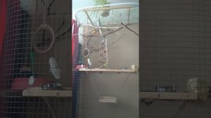 Самка кореллы поёт.