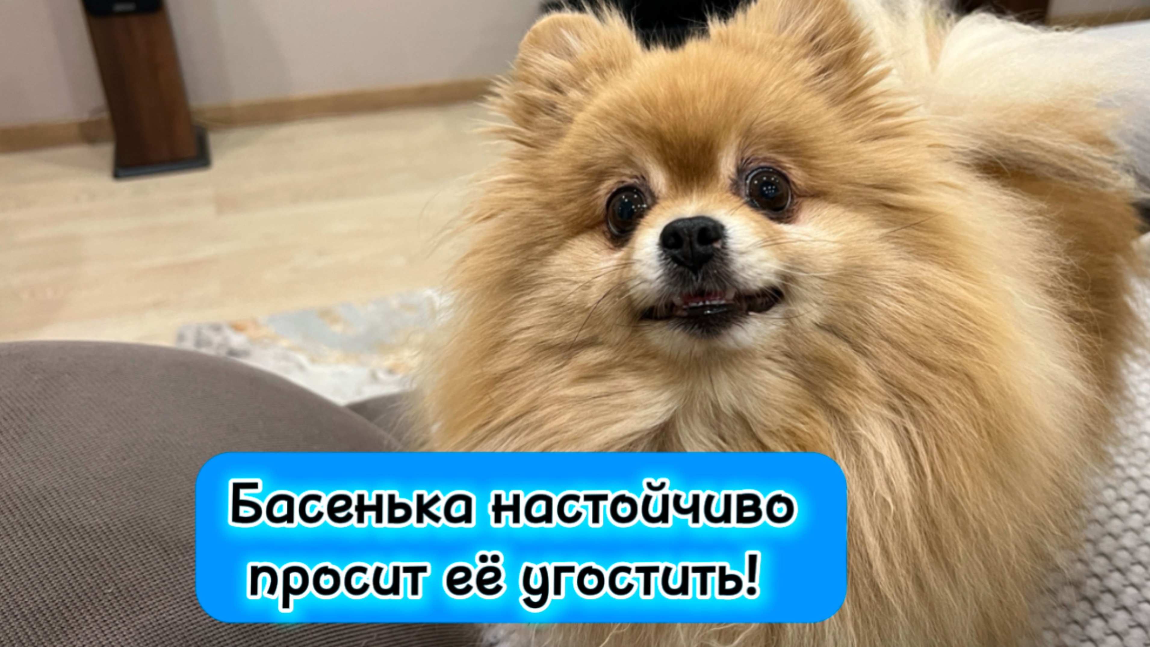 Басенька настойчиво просит её угостить!