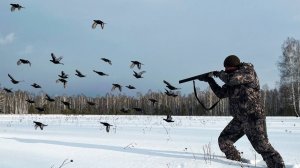 С Ружьём на Тетерева Зимой. Семь лет Такого не было.