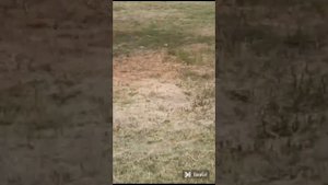 пропала собака по кличке Дружок