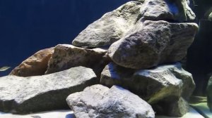 Аквариум с малавийскими цихлидами (2)