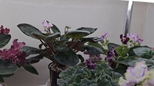 Обзор цветущих Фиалок за 25 января.