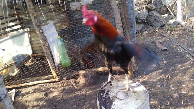 Un remedio para tu gallo si se le quebró el pico 🐓🐓 смотреть онлайн