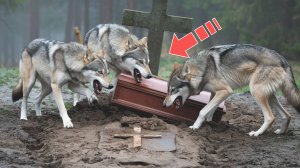 Волки разрыли свежую могилу. Открыв гроб, люди были в шоке!