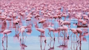 Красная книга России "Птицы"