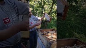 Пасека Михаила Креля (и. о. Михаил Гращенко) 2