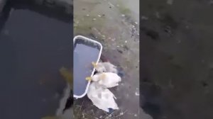 Пьяные гуси напились в деревне