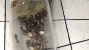 acanthomyrmex thailandensis