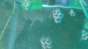 мальки петушков