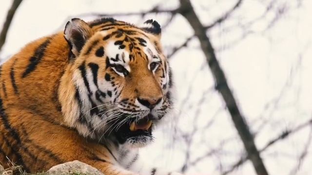 Relaxing Korean Music With Soothing Underwater Sceneries смотреть онлайн