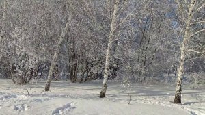 Березы в снегу. Футаж.