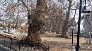 Парк Шринагара с рекой и деревьями Чинара, Кашмир, север. Индия. Мир Универсологии