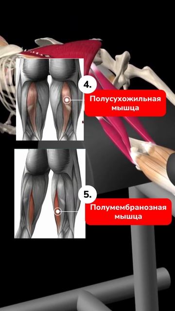Не качаете ягодицы? Ждите травму колена