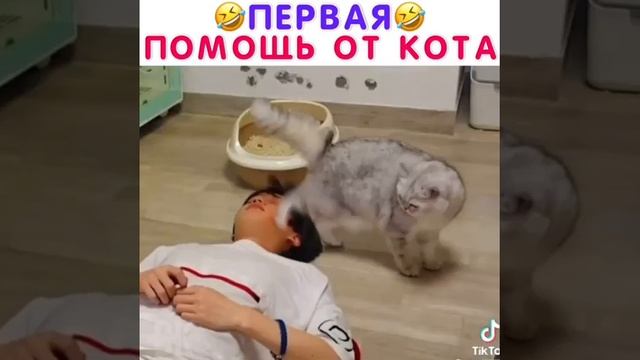 Первая помощь от кота 🤣🤣