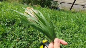 Шпиц отлично умеет загребать, а кот не встречает!