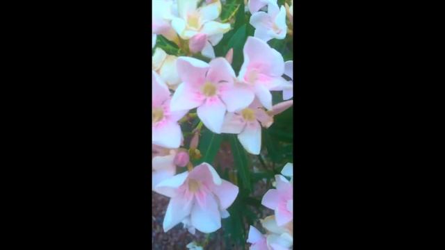 На велике с утра пораньше, Качалка, странные огни над горой ночью смотреть онлайн