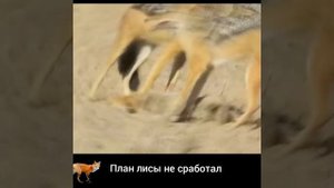 ШАКАЛЫ РВАЛИ ЛИСУ - УЛИЗНУТЬ не ВЫШЛО