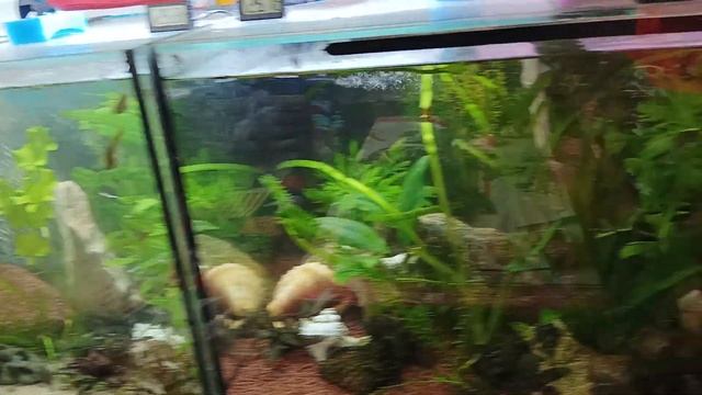 Aqua Tera pepinojoe 🦐(1) смотреть онлайн