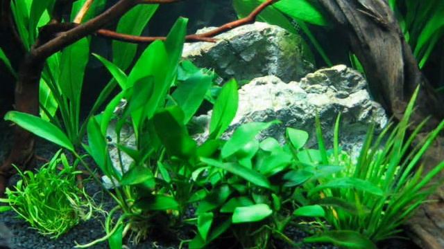 My new Fish Box 40cm Tank (48 litre) by Interpet available from Pets at Home смотреть онлайн