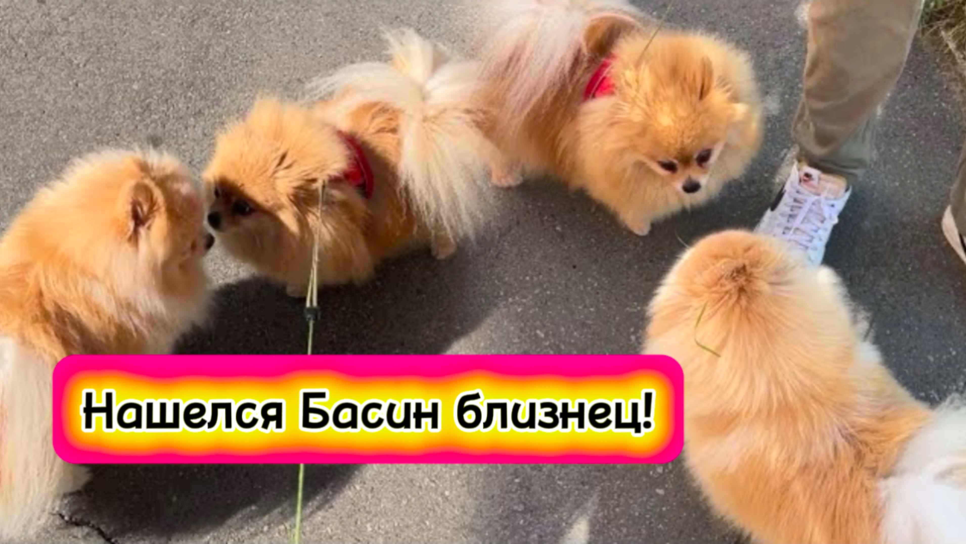 Нашелся Басин близнец!