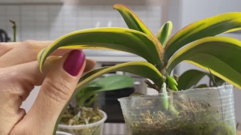 ДОЛГОЖДАННАЯ ОРХИДЕЯ ПОПОЛНИЛА КОЛЛЕКЦИЮ!!!