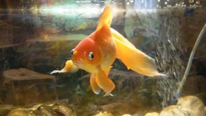 Very beautiful goldfish in an aquarium | Золотая рыбка в аквариуме