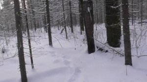 Охота капканами 24.11.23 год.удачная проверка.