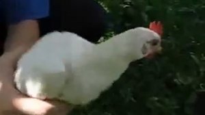 Курица со встроенным гироскопом