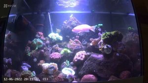 Морской аквариум 150 литров 8