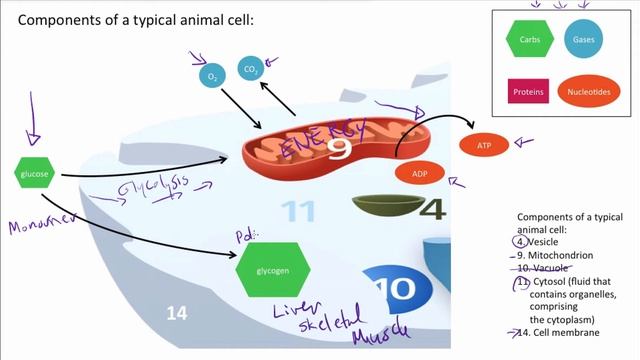 Chem for AP_Biomolecules 1 Model molecules