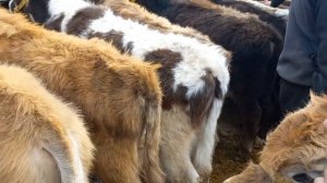 Наманган Ёркургон мол бозори нархлари аралаш хамасидан