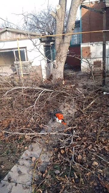 спил дерева, арбористика