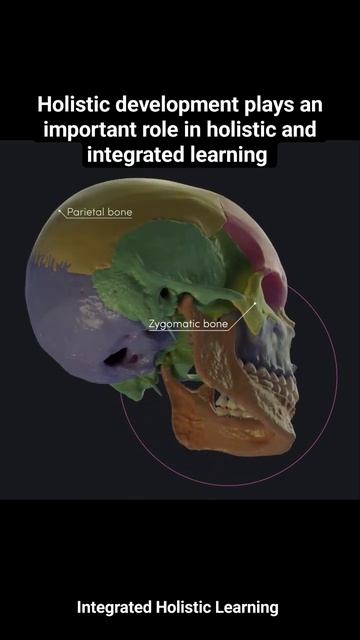 Anatomy #shorts #shortsvideo #reels #osteopathy #braindevelopment #anatomy #medical #babydevelopmen