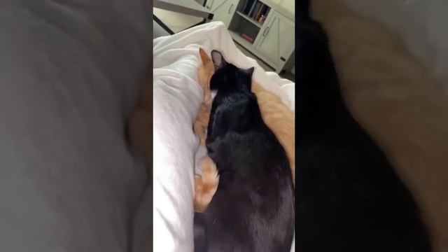 любовь кошек